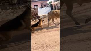 German shephard ki harkato se paresan hokar maza chakhaya countrytellers [upl. by Eidde]