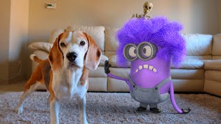 Animations in REAL LIFE vs Funny Dogs 🥳  Purple Minion [upl. by Silvain]