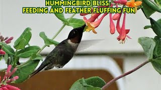 Natures Jewel A Hummingbirds Nectar Feast and Preening Session [upl. by Slin]