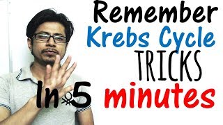 Krebs cycle trick made easy  Remember Krebs cycle in 5 minutes [upl. by Lowery800]