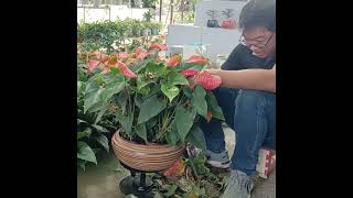 Anthurium Tailflower beautiful gardendesignideas garden houseplant [upl. by Wilson]