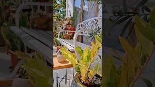 How I arrange and choose plant for my full sun front terrace plantlover [upl. by Thistle59]