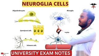 Neuroglia Cells  Glia cells Astrocytes oligodendrocytes Schwan cellsCNS Physiology [upl. by Drogin]