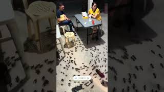 Funny Ants TikTok😍tiktok tiktokvideo philippines shorts funny gaming music travel comedy [upl. by Liggitt]