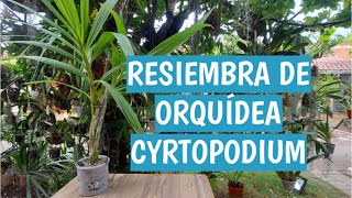 RESIEMBRA DE ORQUÍDEA CYRTOPODIUM [upl. by Adkins287]