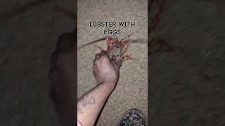 EastCoast Rock lobster closed season fishing crayfish beach travel wildlife catchandrelaese [upl. by Rhodie668]