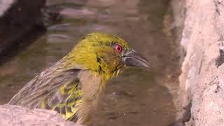 Birds in The Gambia Photo Hides of Han Bouwmeester [upl. by Ronnica]