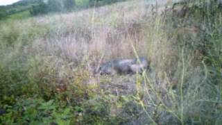 chasse au sanglier en Corse caméra embarquée [upl. by Llabmik]