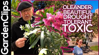 Oleander Nerium oleander Toxic drought resistant shrub or small tree Grow it outside or indoors [upl. by Okoyik373]