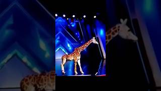 Americas Got Talent Giraffe 🦒 Magic😱😨  Duo SchumacherAGTamericagottalentmagic [upl. by Nilcaj]