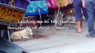 The Yulin Dog Meat Festival Must Never Happen Again [upl. by Nylrahc]