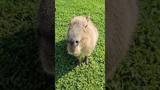 Capybara Eating a Bean [upl. by Karlotta]