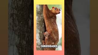 Los colugos algunas curiosidades sobre ellos animals [upl. by Reinert]