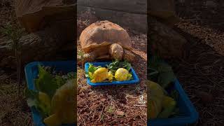 Feeding time sulcata tortoise rescue sanctuary cute texas food viral trending shorts [upl. by Joye]