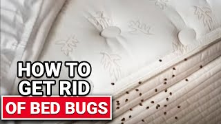 How To Get Rid of Bed Bugs  Ace Hardware [upl. by Schild]