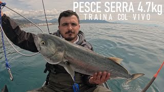 Kayak Fishing  Traina col vivo  PESCE SERRA DI 47kg [upl. by Janelle]