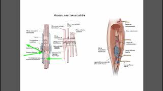 Fuseau neuromusculaire [upl. by Alex491]