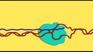 GENETICS 2 RNA COMPLEXITY amp RIBOSWITCHES [upl. by Light665]