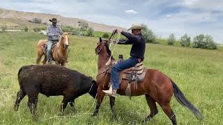 Little Whiskey teams up with Broncs and Donks to fight a runaway bull [upl. by Strage]