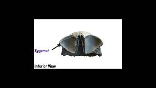 Frontal Bone Anatomy  Cranial Osteology 8 doctor mbbs cranialosteology medicoverse [upl. by Eelymmij]