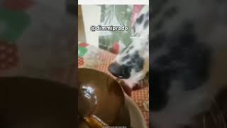 Eu gostaria de merendar tiririca humor sopotoca pet pets cake bolo viralshort viralvideo [upl. by Haidabez]