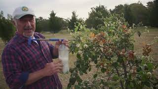 Homemade Caterpillar Insecticide Spray [upl. by Errick]