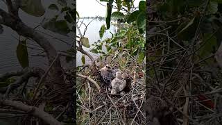 Blackwinged kite Birds nest in 3 nests birds babybird 8 [upl. by Levina]