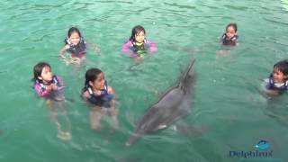 Nadando con delfines en Cancún [upl. by Cordeelia730]