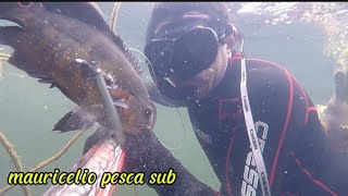 Pesca sub de Arpão Captura de peixe nas Galhadas Água Cristalina o Velho Chico é top [upl. by Liban681]