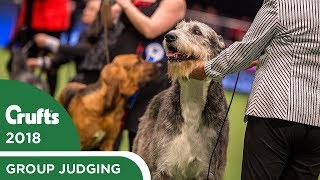 Vulnerable Breeds Competition  Crufts 2018 [upl. by Nohtiek]