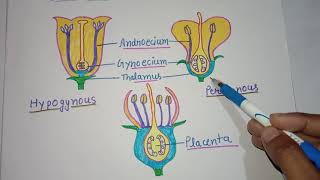 Hypogynous Perigynous and EpigynousPosition of Floral parts on the thalamus [upl. by Corrinne]