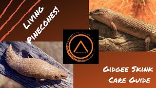 Gidgee Skink Care [upl. by Anilegnave845]