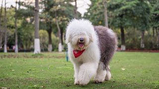 Raising an Old English Sheepdog Puppy Training Tips amp Tricks [upl. by Brogle518]