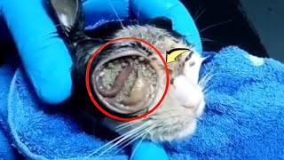 Removing maggots from a poor kitten 1 [upl. by Mylander]