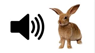 Baby Rabbit  Sound Effect  ProSounds [upl. by Agan]