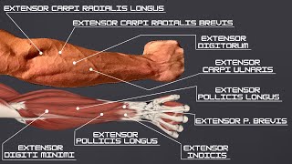 How to Build EVERY FOREARM EXTENSOR in ONE EXERCISE  Workout amp Anatomy Forearm Series Part 2 of 3 [upl. by Yraht]