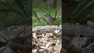 Whitecrowned Sparrow🐦Morning Snack whitecrownedsparrow [upl. by Macnair]