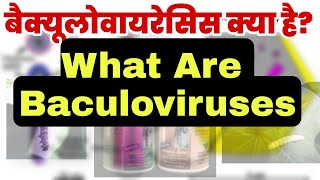 बैक्यूलोवायरेसिस क्या है what are Baculoviruses  biology class 12th  Baculoviridae Family [upl. by Donella]