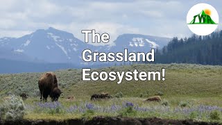 Ecosystems Episode 3 The Grassland Ecosystem [upl. by Noryt]