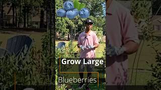 Grow large blueberries garden gardening [upl. by Albin]