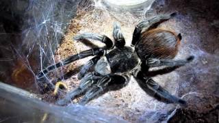 Brachypelma Vagans eating mealworms [upl. by Sura]