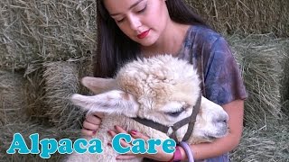 Alpaca Care [upl. by Adnorhs749]