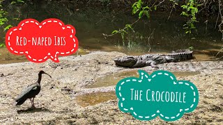 The Crocodile And Rednaped Ibis [upl. by Blaze951]