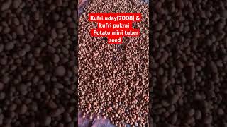 Potato seeds part1 [upl. by Israel]