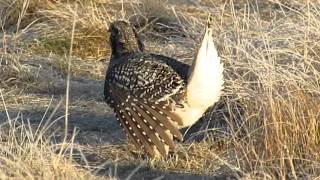 sharptailed grouse lek in saskatchewan [upl. by Vershen]