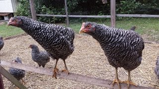 My Barred Plymouth Rock Chickens from Cackle Hatchery [upl. by Attaynek]