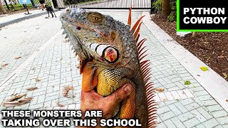 Hired To Take Out Monster Invasive Iguanas At A Private Miami School [upl. by Giordano]