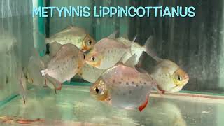 Metynnis lippincottianus [upl. by Dnumsed411]