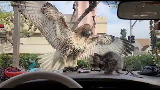 A Red Tailed Hawk tries to befriend a Kitten 😍 [upl. by Ymot]