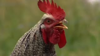 Les fermes dautrefois  le coq et la poule [upl. by Quent]